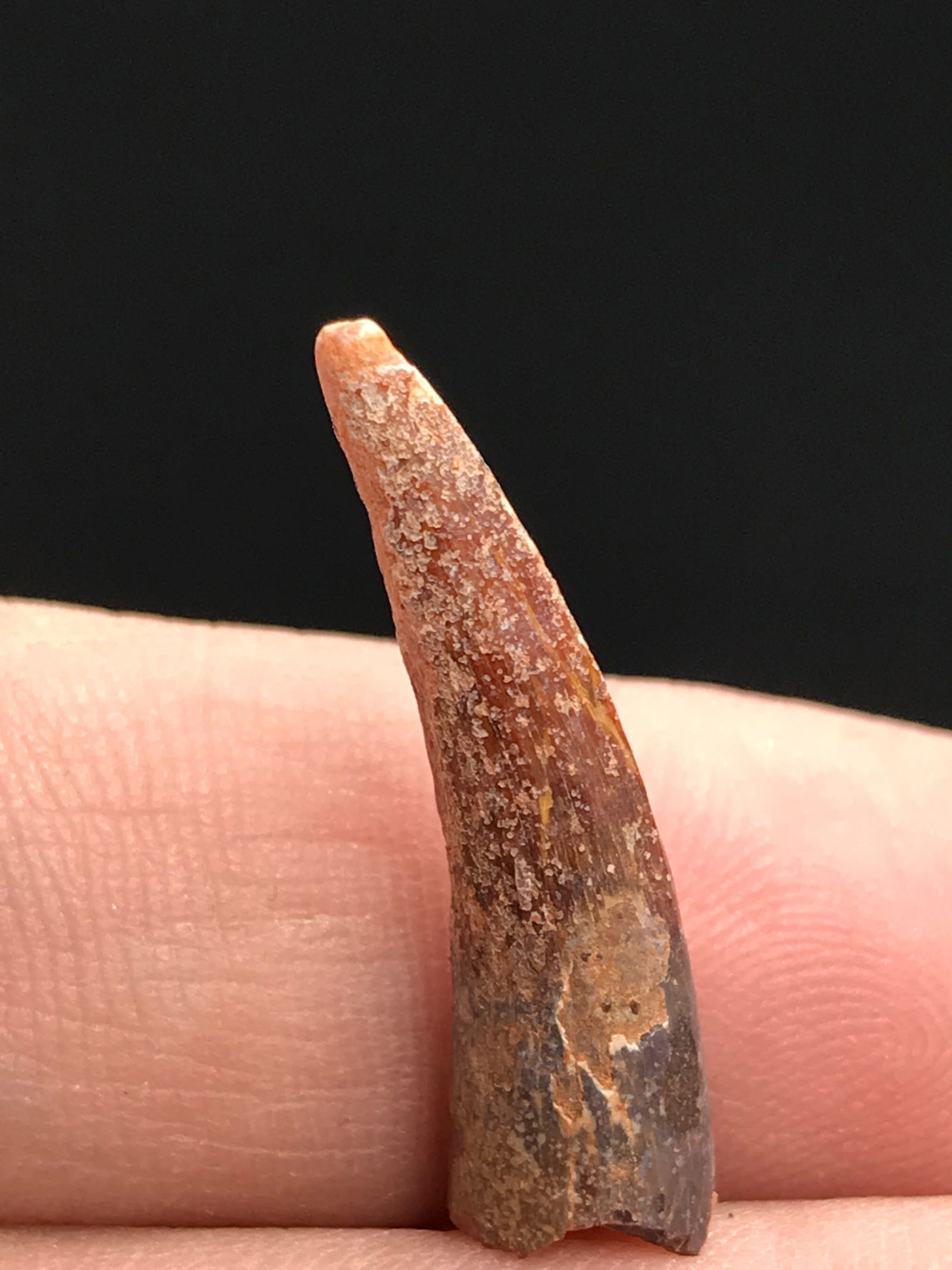 Dinosaur, Fossil, Natural, Collectible, Specimen, Tooth: Fossil Flying Dinosaur Tooth Pterosaur Cretaceous Morocco 1"