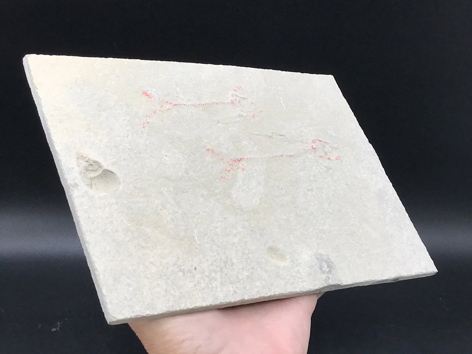 Fish, Fossil, Rock, Natural, Decor, Collectible, Specimen, Green River Formation, (1 of 4)