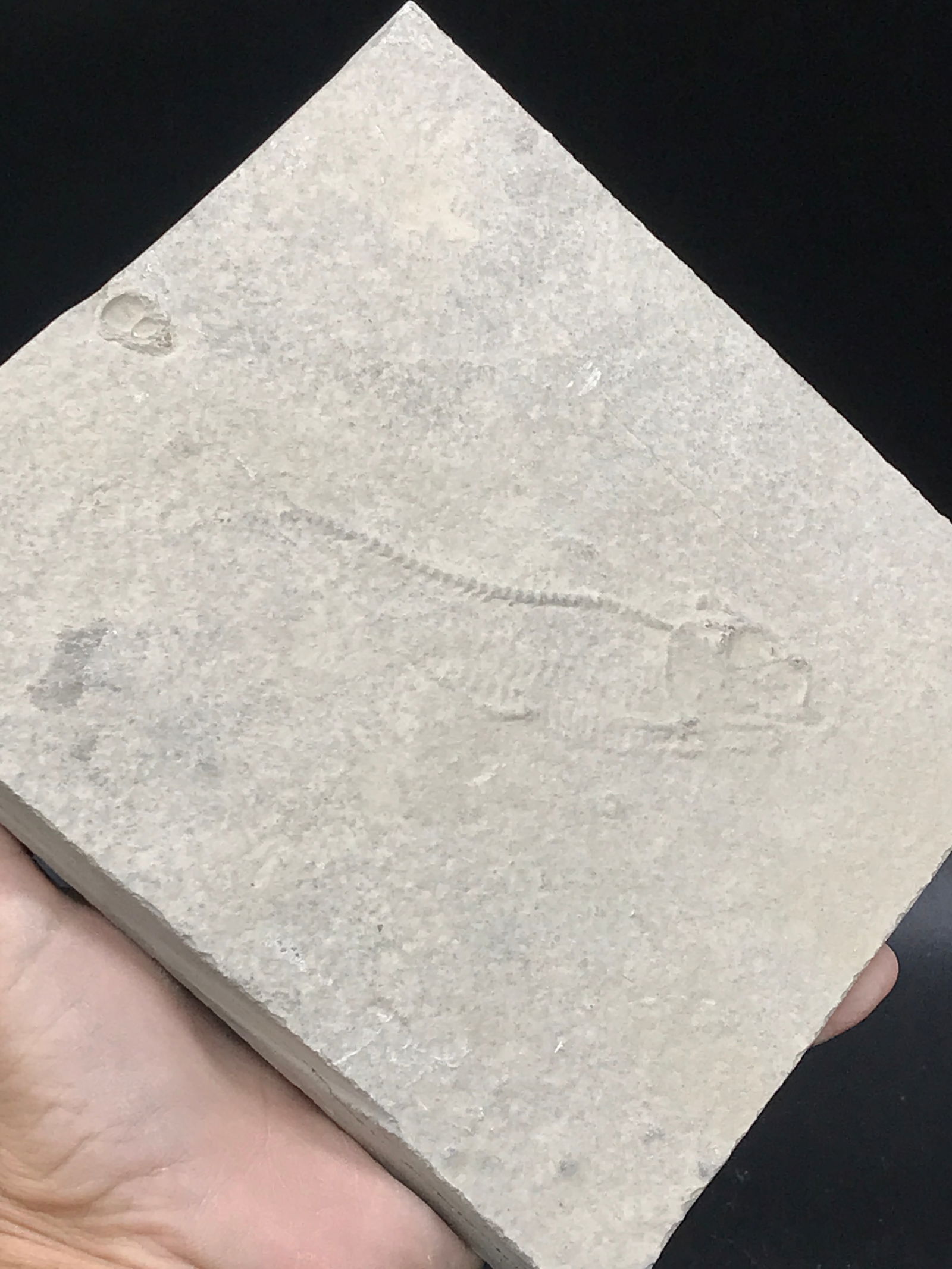 Fish, Fossil, Rock, Natural, Decor, Collectible, Specimen, Green River Formation, (1 of 4)