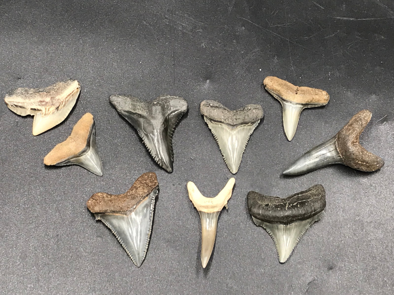 Shark, Fossil, Natural, Collectible, Specimen, Tooth, Megalodon: Fossil Shark Tooth Collection: Great White, Lemon, Chubtubensis, Angustidens, Hemipristis, Tiger, Bull, Sand Tiger, Megalodon 1-1.6"
