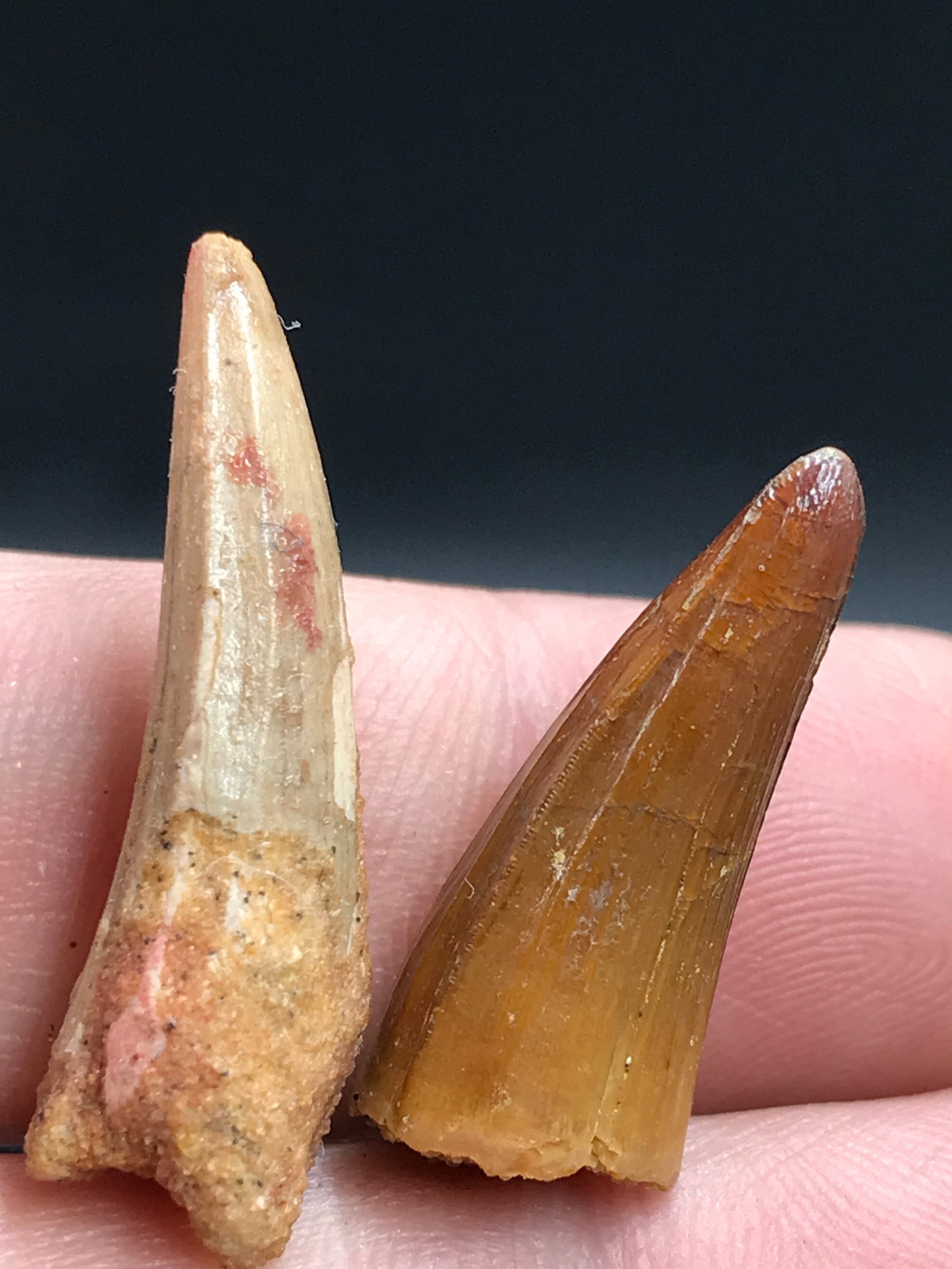 Dinosaur, Fossil, Natural, Collectible, Specimen, Tooth: 2 Dinosaur Teeth Spinosaurus Cretaceous Morocco .9/1.1"