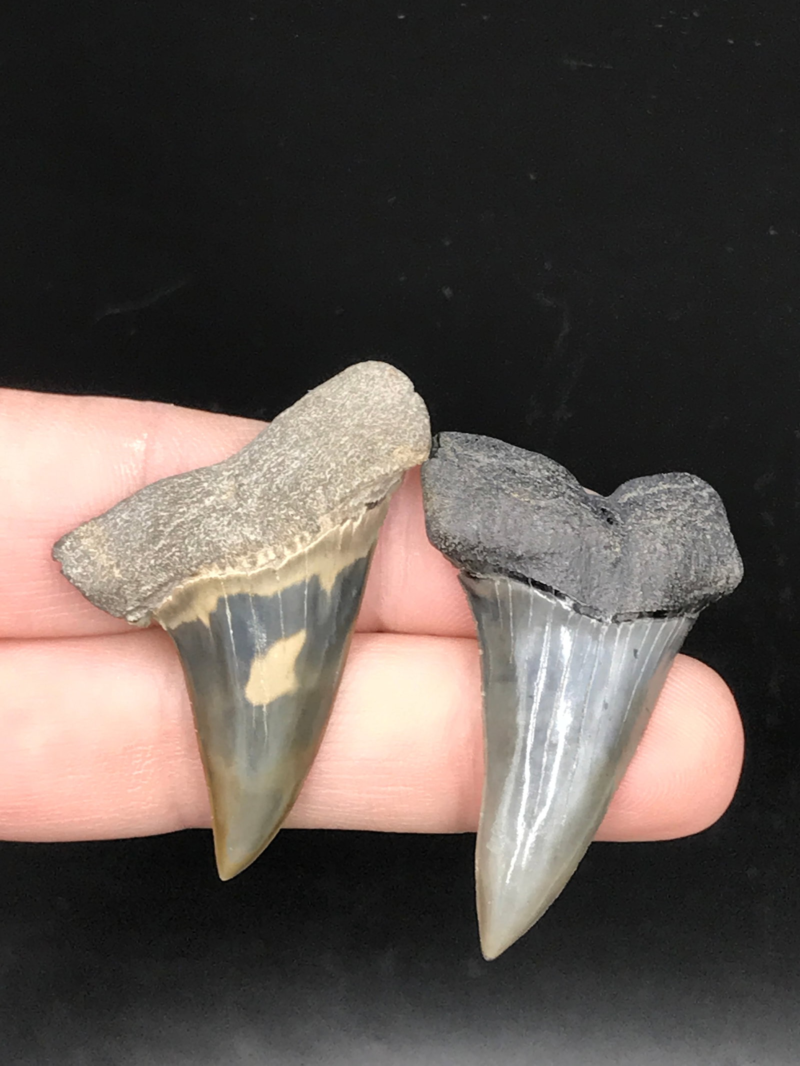 Shark, Fossil, Natural, Collectible, Specimen, Tooth: 2 Mako Fossil Sharks Teeth Isurus Hastatalis 2 M.Y.O. SC 1.7"