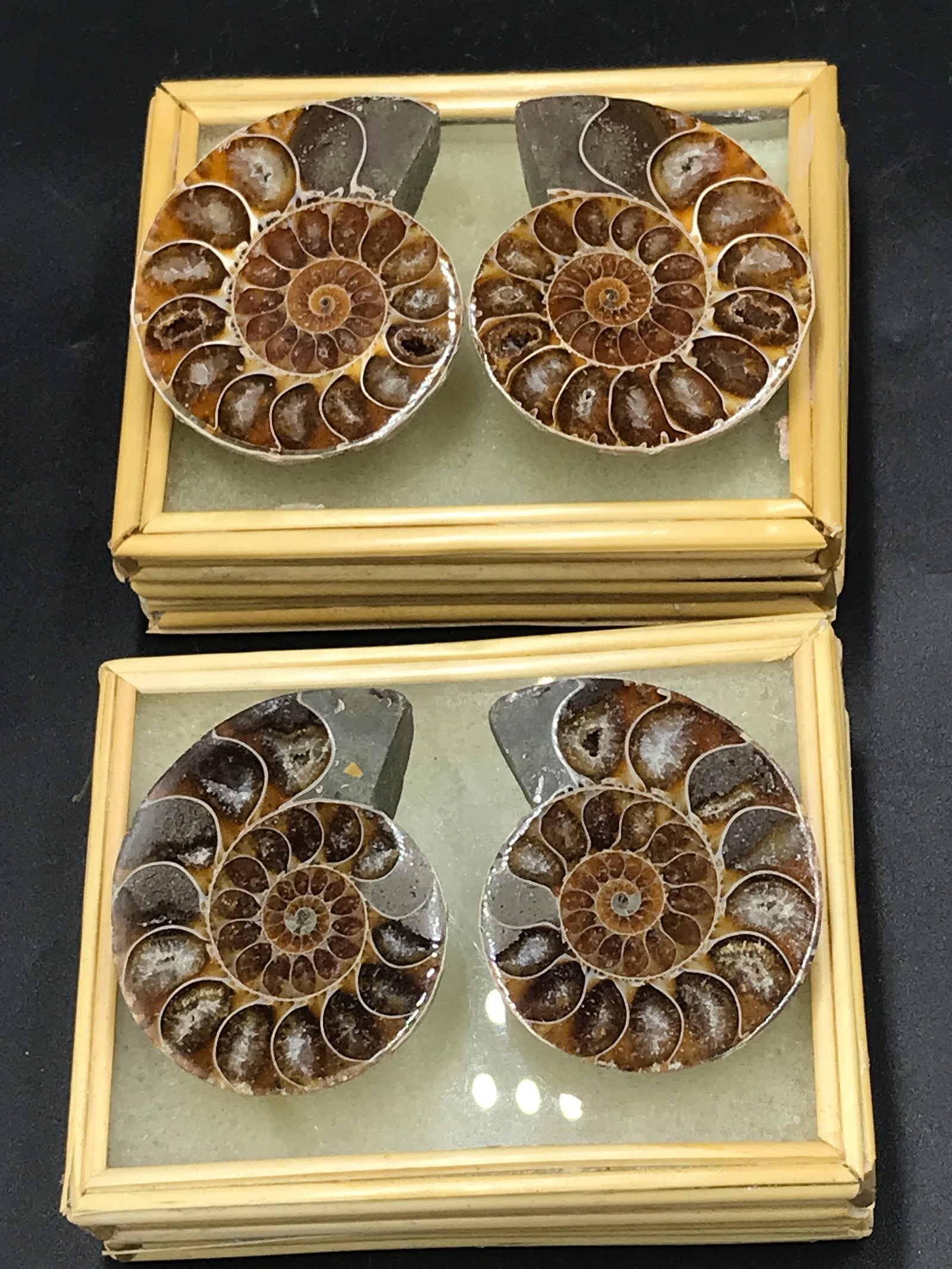Ammonite, Fossil, Rock, Natural, Collectible, Specimen (1 of 5)