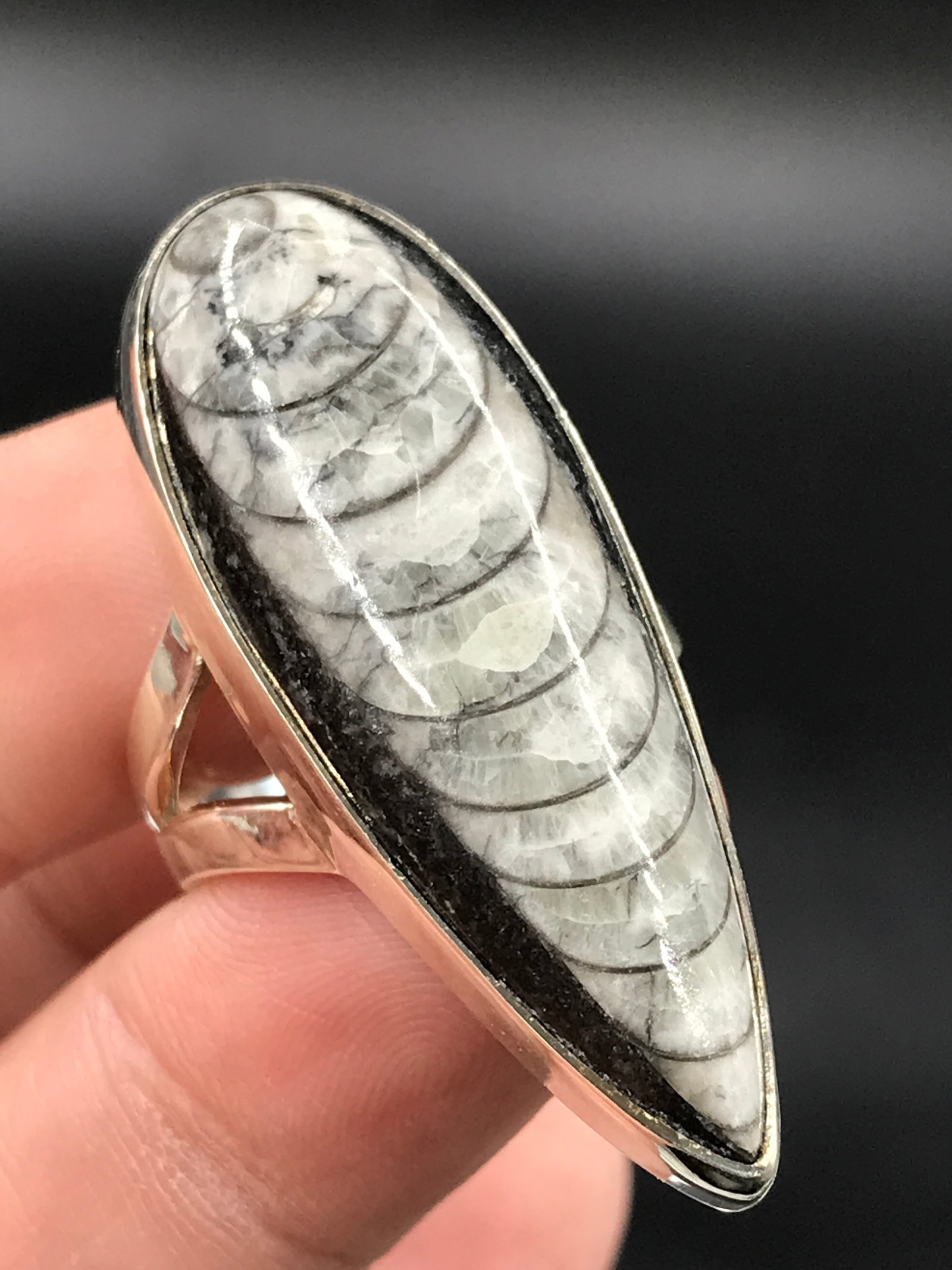 Orthoceras, Fossil, Rock, Natural, Jewelry, Sterling, Ring: Fossil Orthoceras Sterling Silver Ring Devonian Morocco
