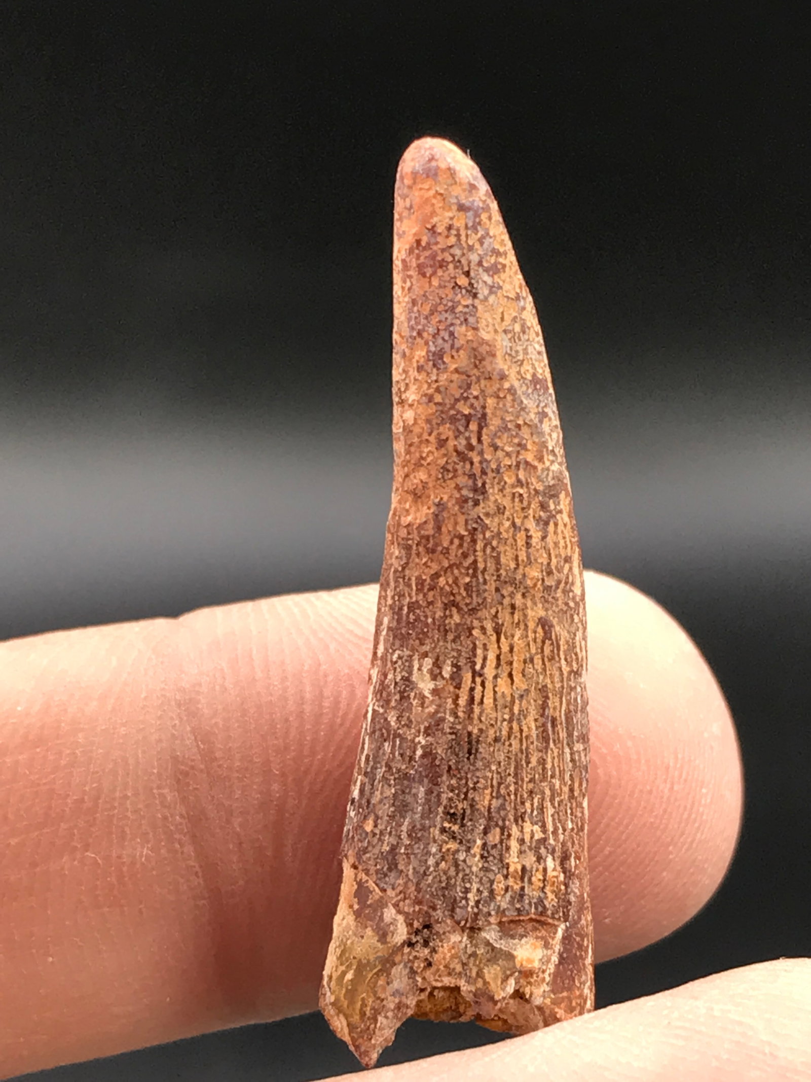 Dinosaur, Fossil, Natural, Collectible, Specimen, Tooth: Pterosaur Dinosaur Tooth Cretaceous Morocco 1.3"