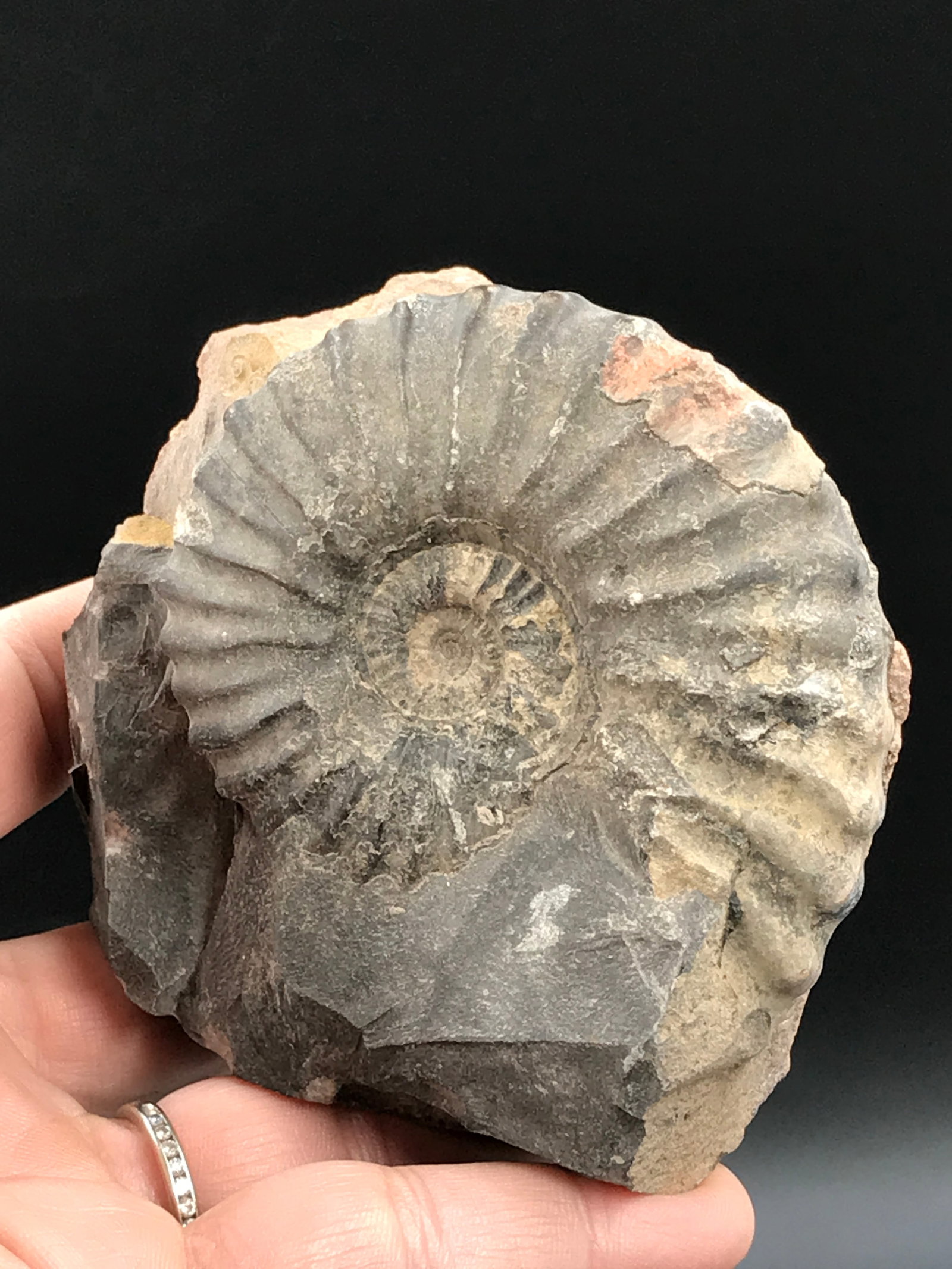 Ammonite, Fossil, Rock, Natural, Collectible, Specimen: Fossil Ammonite Peru 10oz