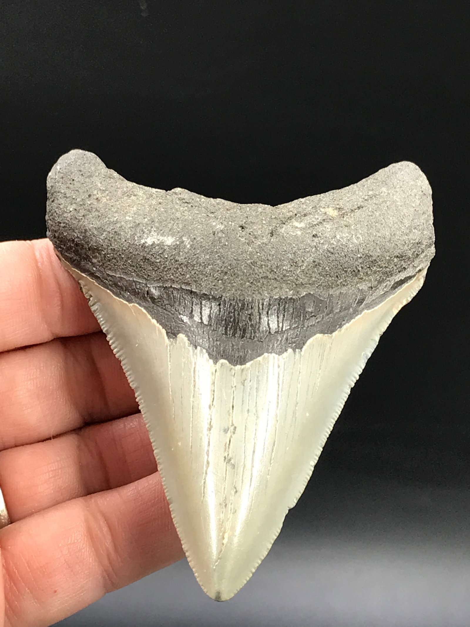 Shark, Fossil, Natural, Collectible, Specimen, Tooth, Megalodon: Fossil Shark Tooth Megalodon SC 3.75"