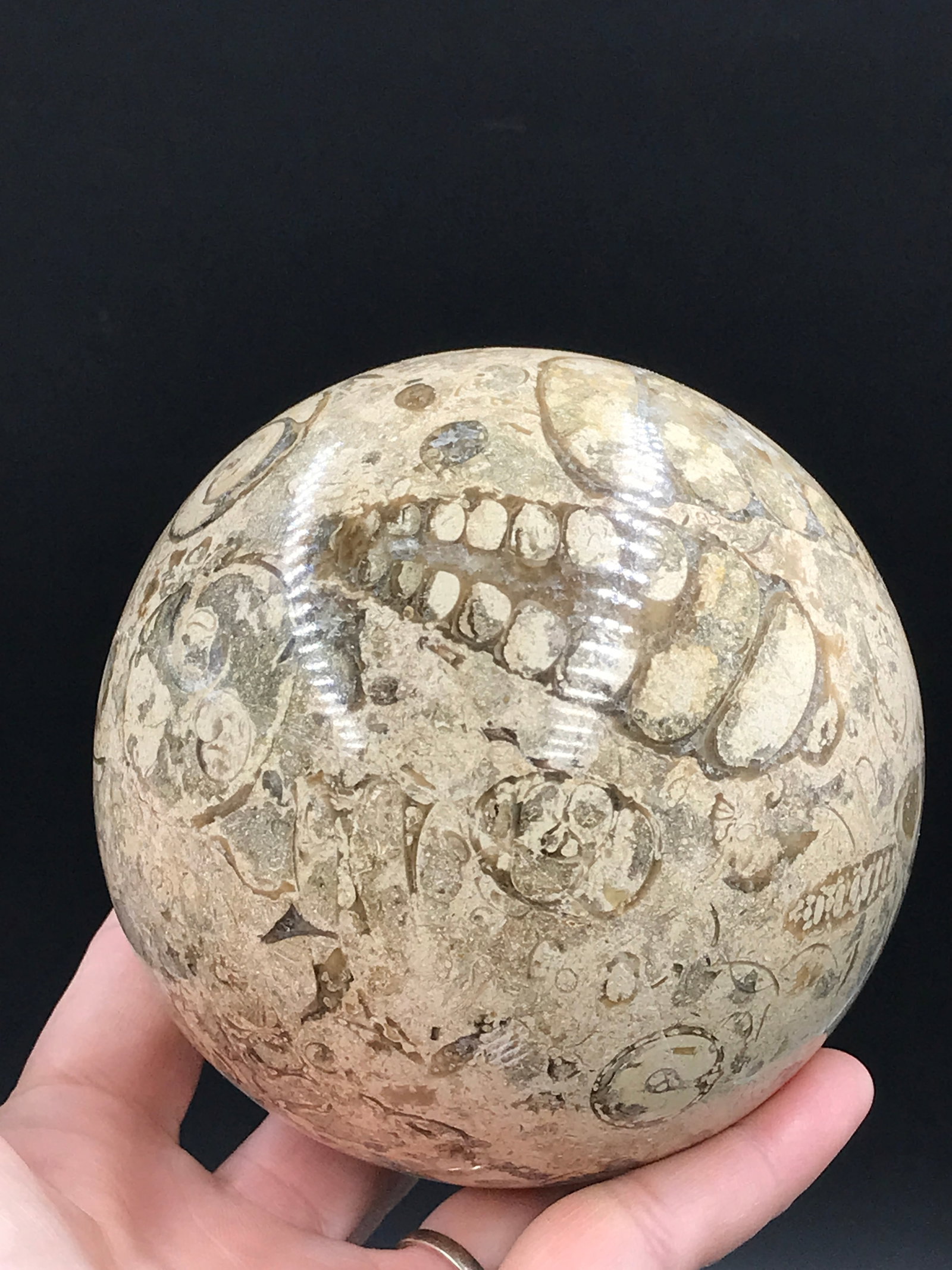 Rock, Fossil, Natural, Decor, Collectible, Carving, Sphere (1 of 5)