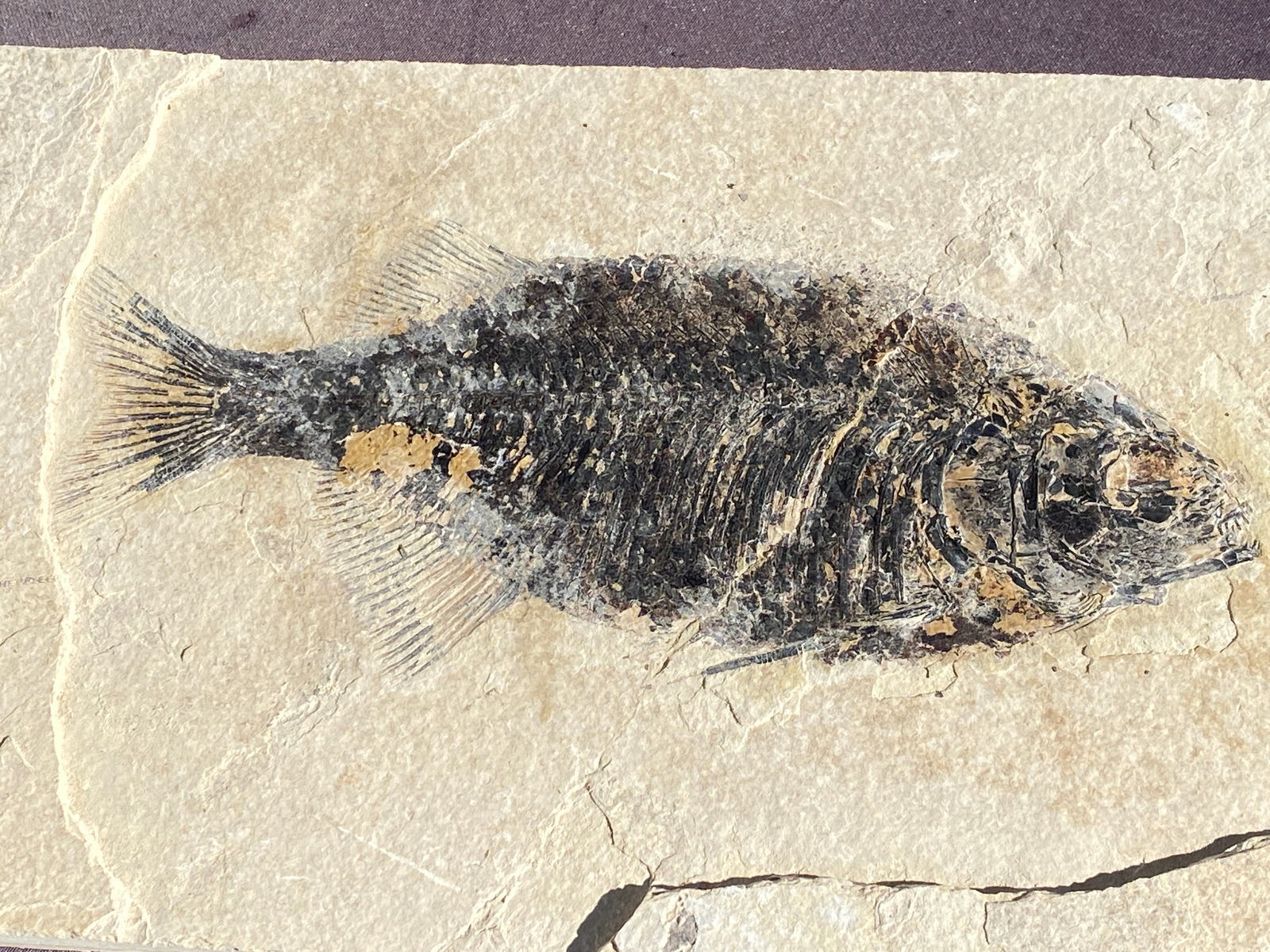 Fish, Fossil, Rock, Natural, Decor, Collectible, Specimen, Green River Formation,