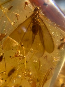 Amber, Fossil, Natural, Collectible, Specimen, Insect