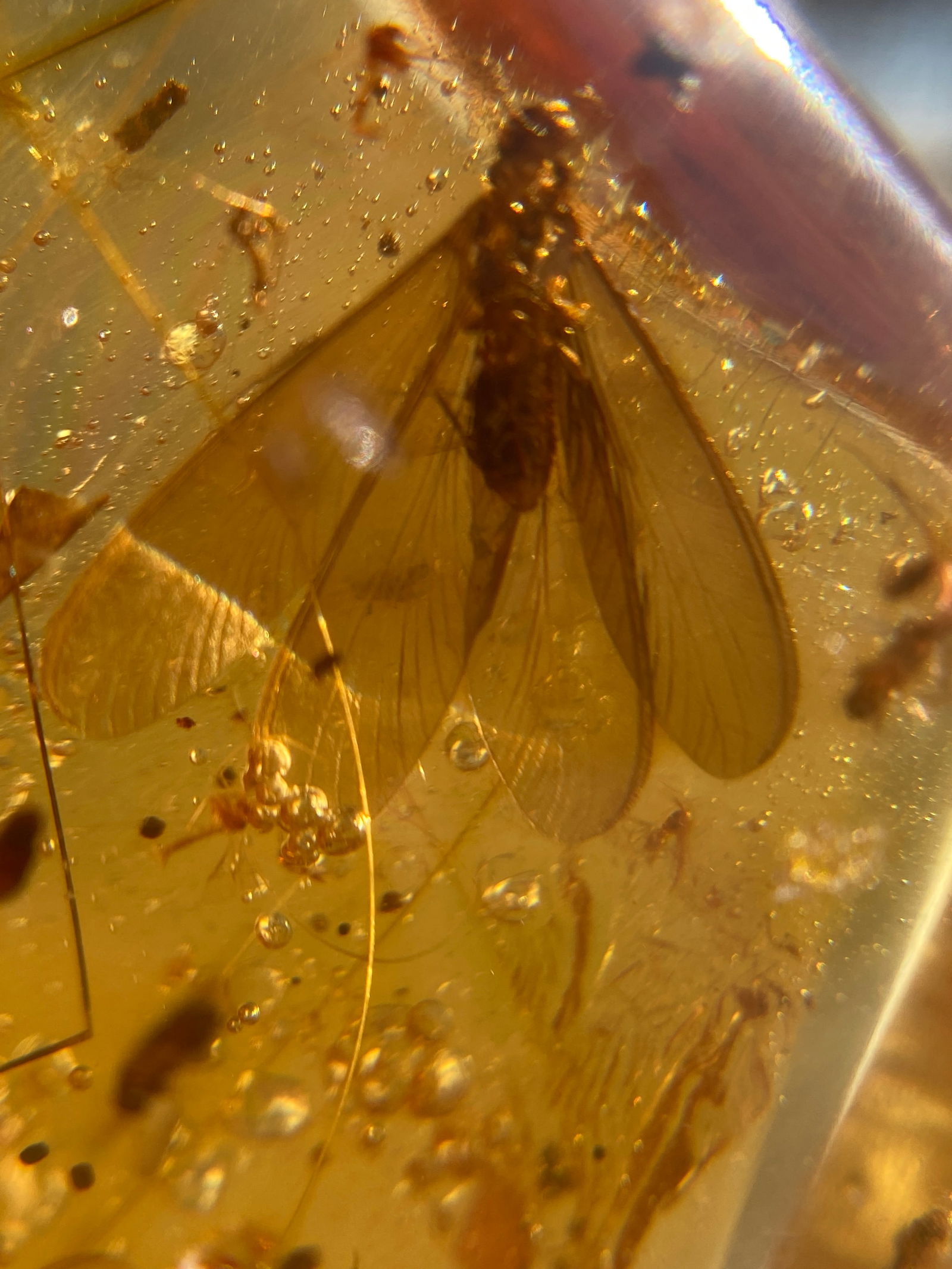 Amber, Fossil, Natural, Collectible, Specimen, Insect: Amber (Copal) with Insect Inclusion Colombia 48g