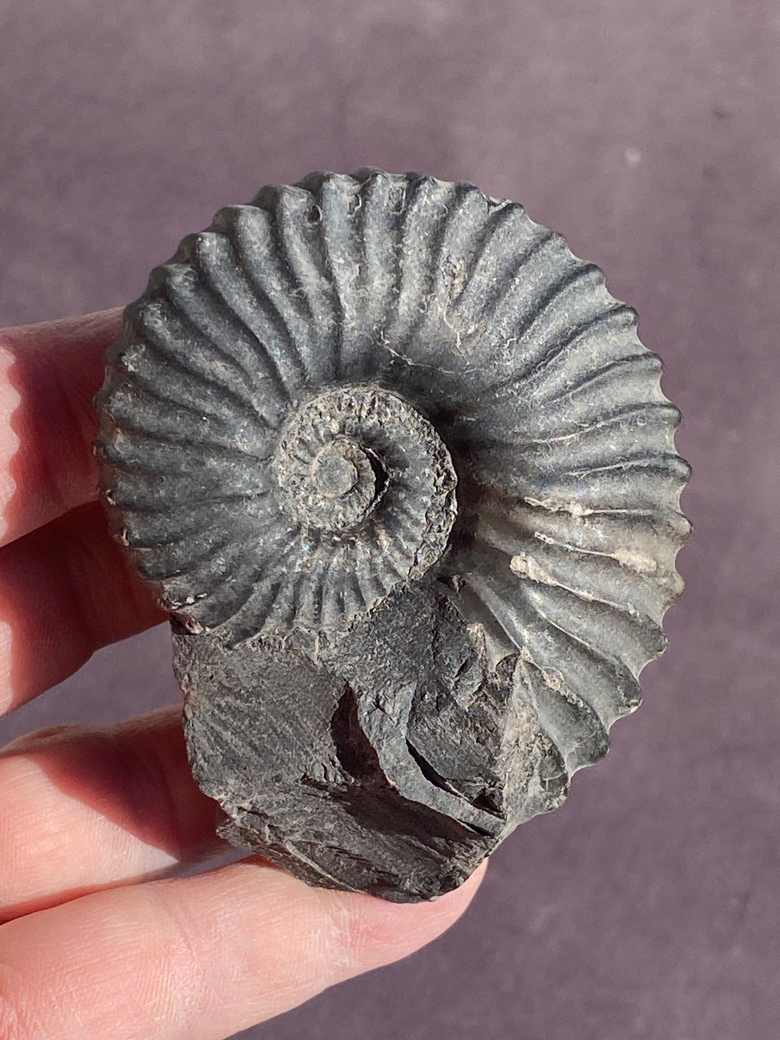 Ammonite, Fossil, Rock, Natural, Collectible, Specimen (1 of 4)