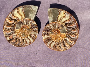 Ammonite, Fossil, Rock, Natural, Collectible, Specimen