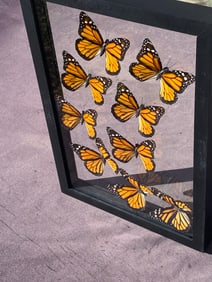 Butterfly, Natural, Decor, Collectible, Insect