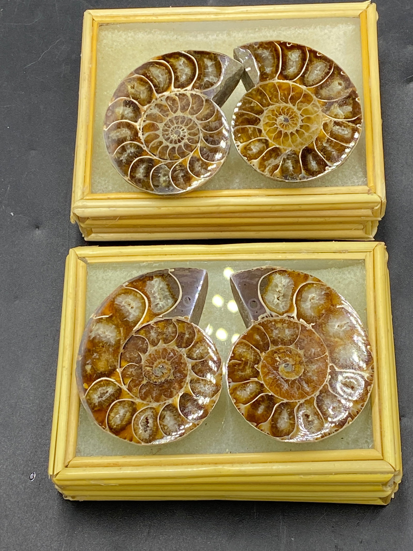 Ammonite, Fossil, Rock, Natural, Collectible, Specimen (1 of 4)