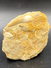 Dinosaur, Fossil, Natural, Collectible, Specimen, Tooth