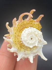 Seashell, Ocean, Beach, Natural, Decor, Collectible, Specimen