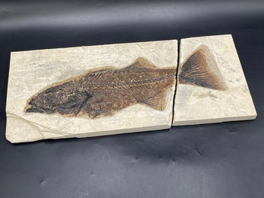 Fish, Fossil, Rock, Natural, Decor, Collectible, Specimen, Green River Formation,