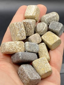 Rock, Fossil, Dinosaur, Bone, Natural, Decor, Collectible, Tumbled, Fluorescent