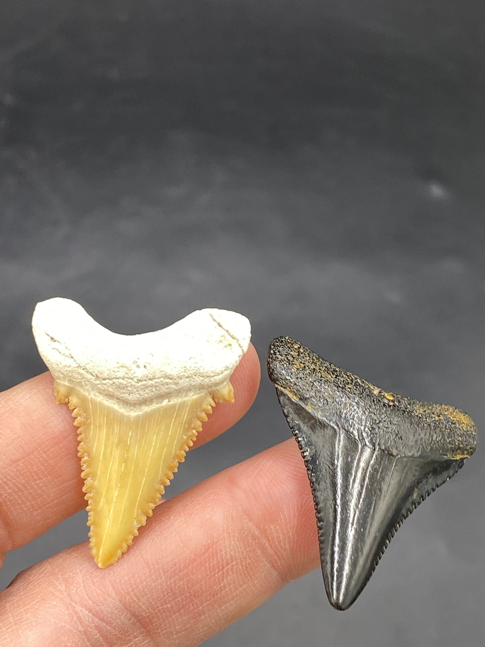 Shark, Fossil, Natural, Collectible, Specimen, Tooth: Fossil Shark Teeth Great White Angustidens 1.3"