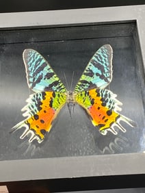 Butterfly, Natural, Decor, Collectible, Insect