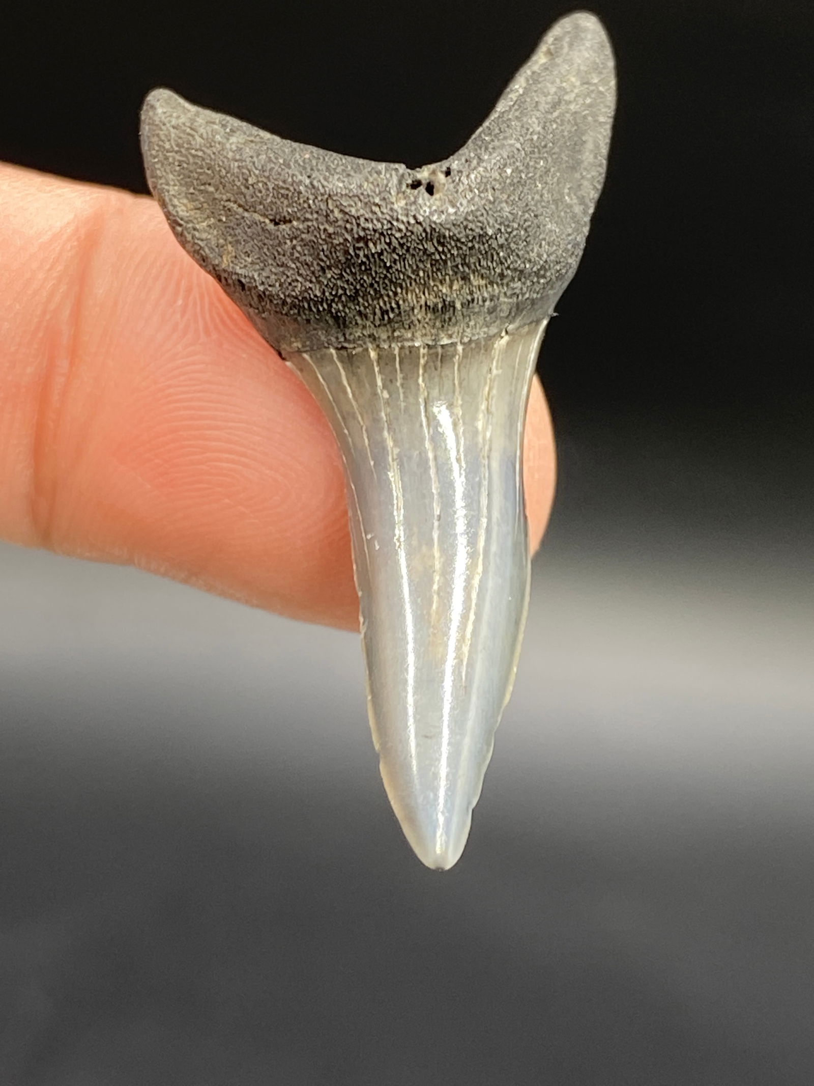 Shark, Fossil, Natural, Collectible, Specimen, Tooth: Fossil Shark Tooth Mako 1.65"
