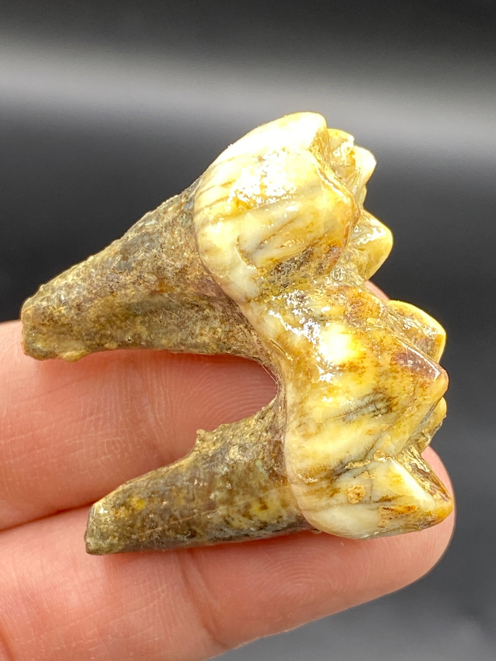 Cave Bear, Fossil, Natural, Collectible, Specimen, Tooth: Fossil Cave Bear Tooth Ursus spaleous 25,000 Years Old Russia 1.2"