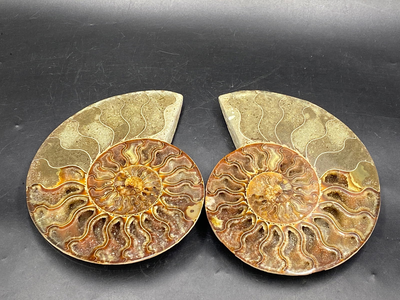 Ammonite, Fossil, Rock, Natural, Collectible, Specimen (1 of 4)