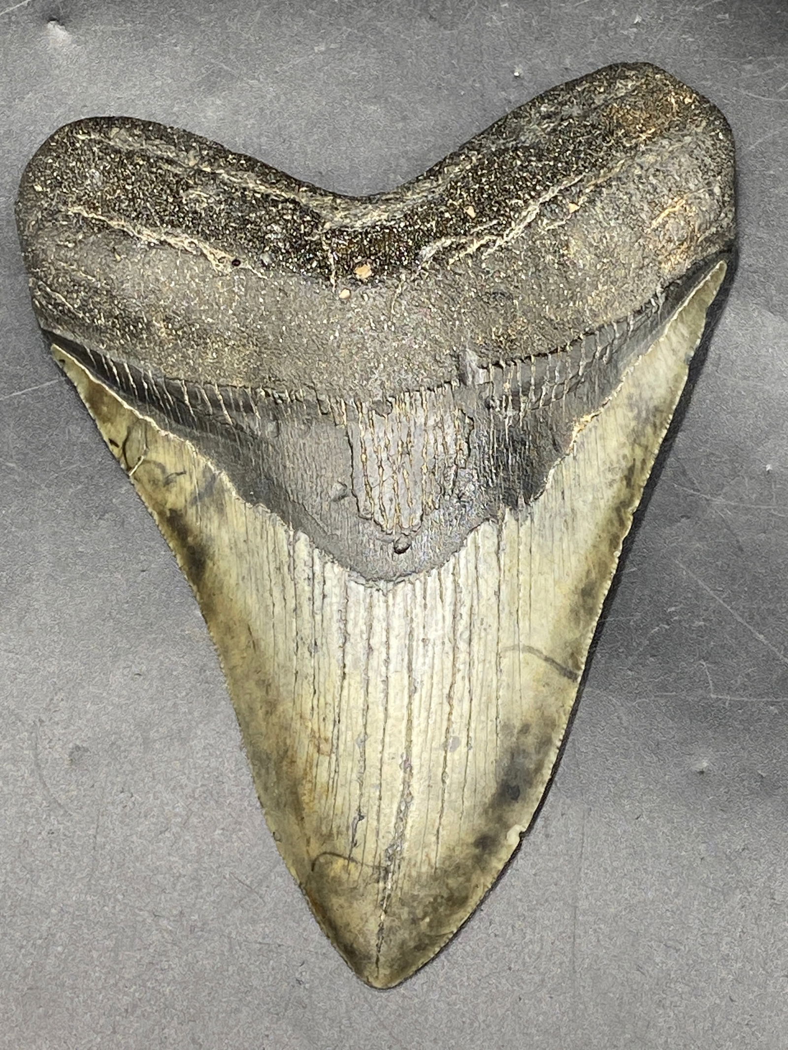 Shark, Fossil, Natural, Collectible, Specimen, Tooth, Megalodon: Fossil Shark Tooth Megalodon SC 5.2"