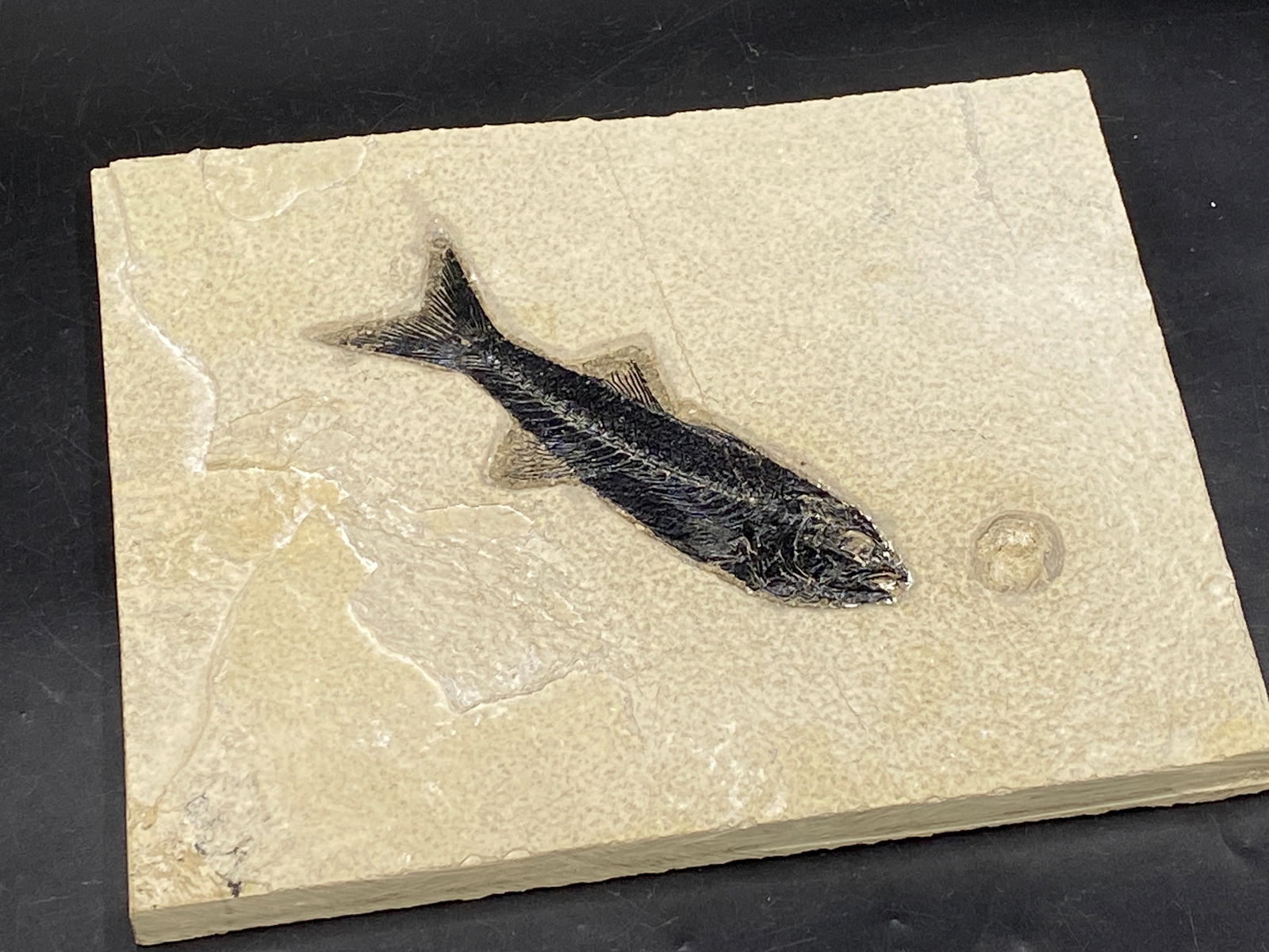 Fish, Fossil, Rock, Natural, Decor, Collectible, Specimen,: All Natural Fossil Fish Mioplosis labrichades Eocene WY 8.25 x 7"