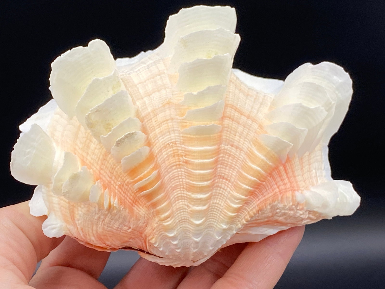 Seashell, Ocean, Beach, Natural, Decor, Collectible, Specimen: Ruffle Clam Tridacna Squamosa