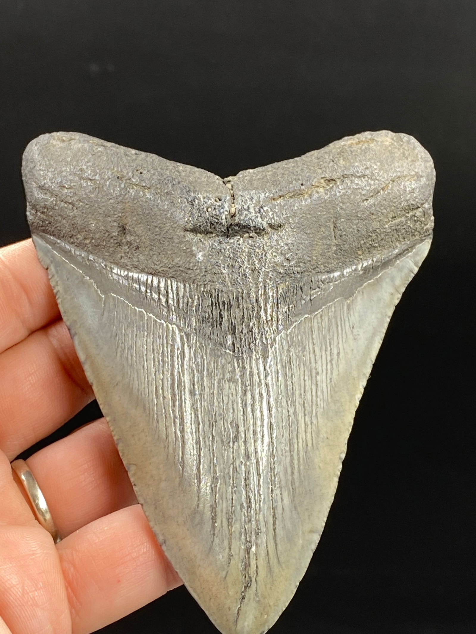 Shark, Fossil, Natural, Collectible, Specimen, Tooth, Megalodon: Fossil Shark Tooth Otodus Megalodon SC 4.5"