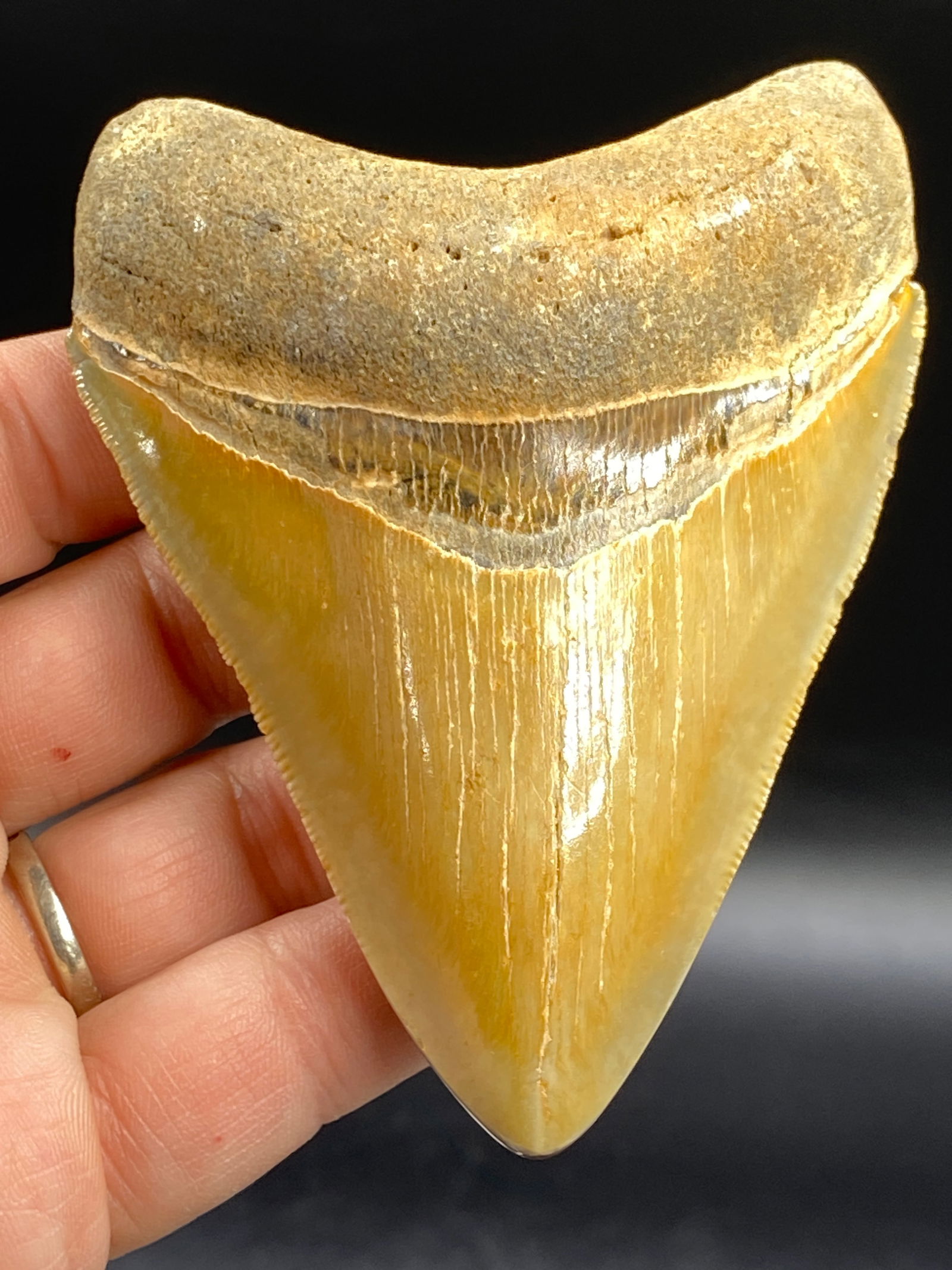 Shark, Fossil, Natural, Collectible, Specimen, Tooth, Megalodon: Fossil Shark Tooth Megalodon (Polished) SC 3.9"