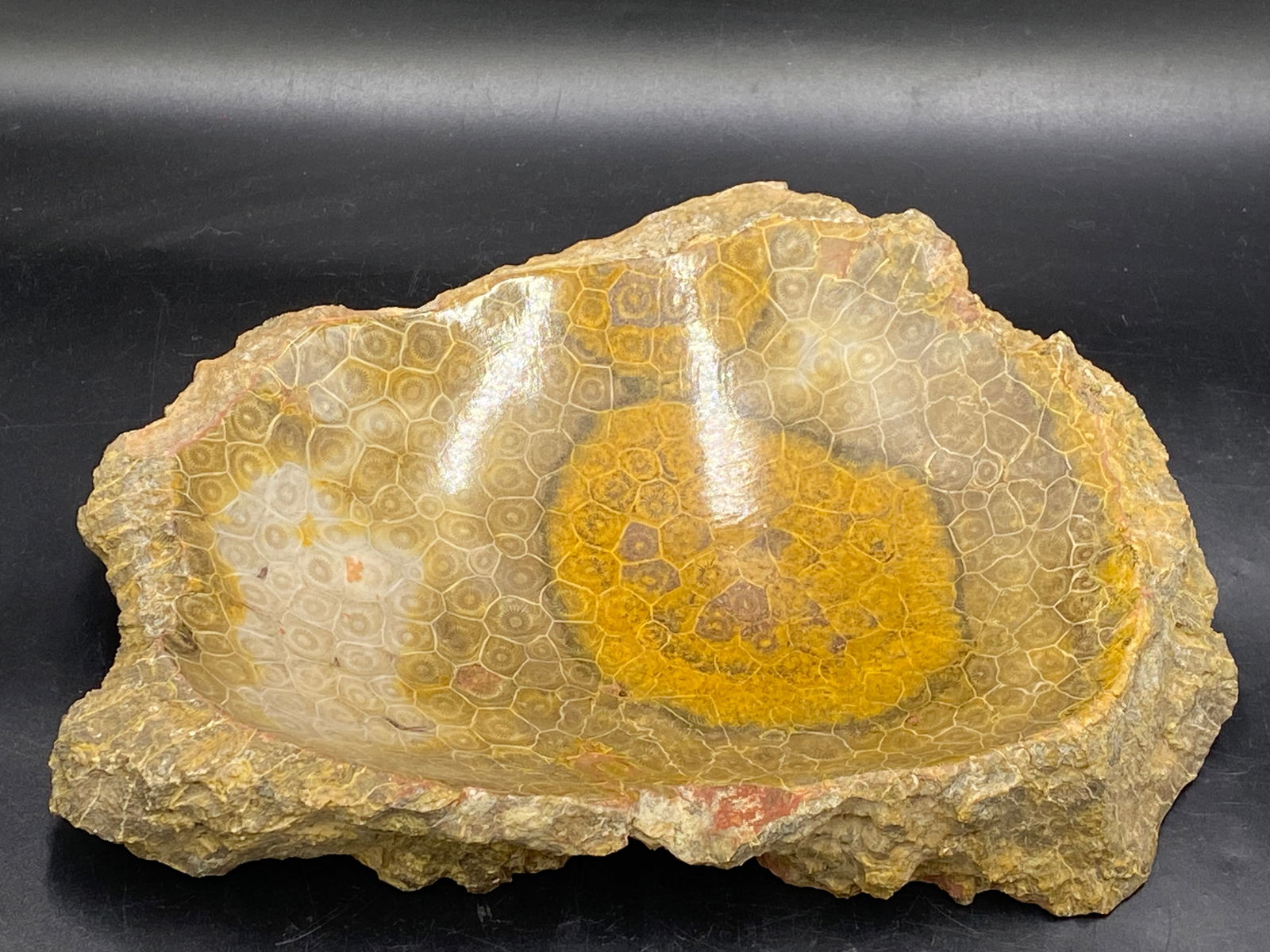 Fossil, Coral, Rock, Crystal, Natural, Collectible, Decor, Rough (1 of 5)