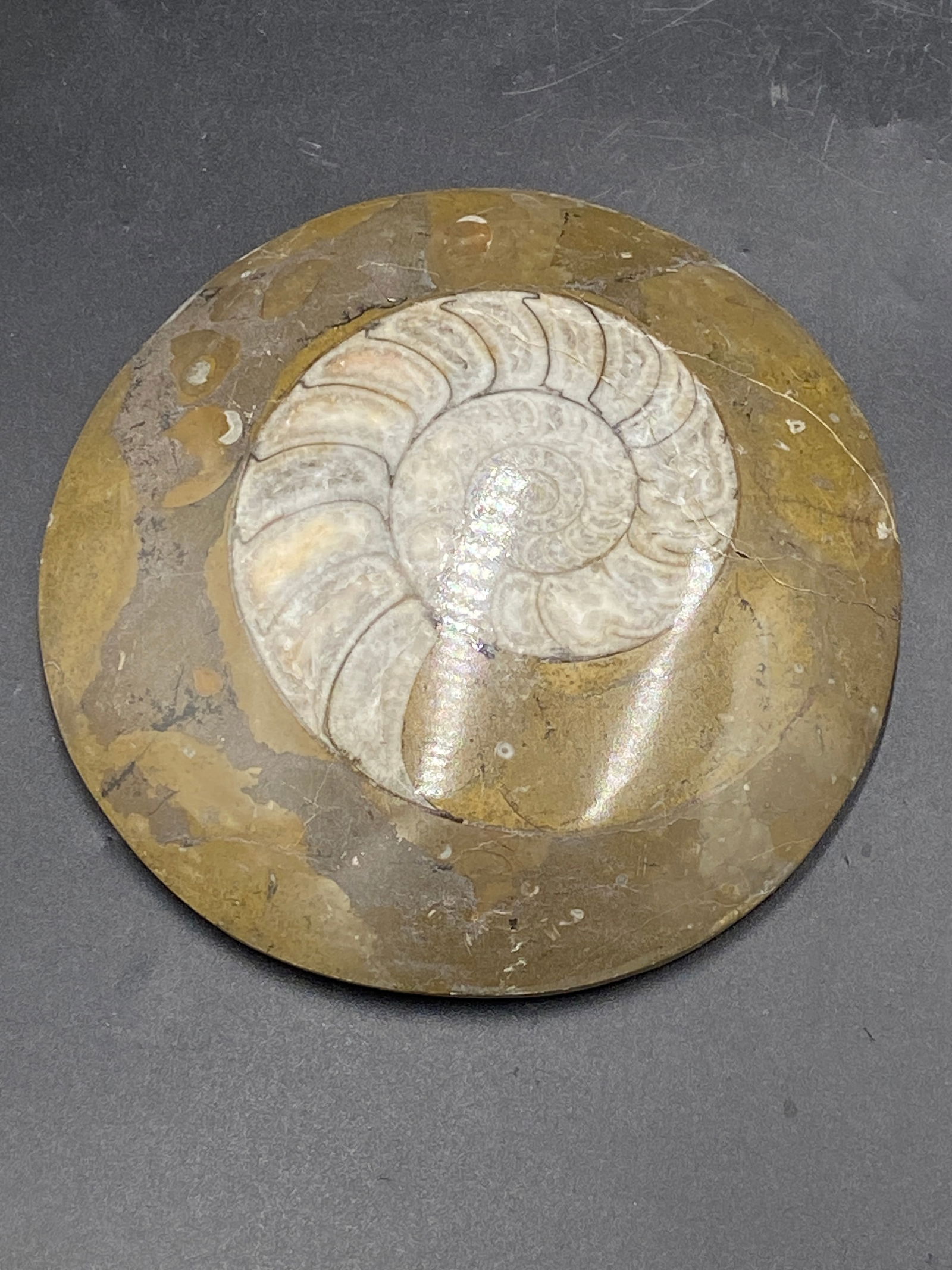 Ammonite, Fossil, Rock, Natural, Collectible, Disc: Fossil Ammonite Polished Disc Morocco 1lb 3oz