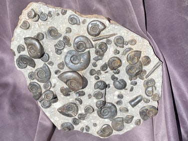 Ammonite, Balearites, Fossil, Rock, Natural, Collectible, Specimen