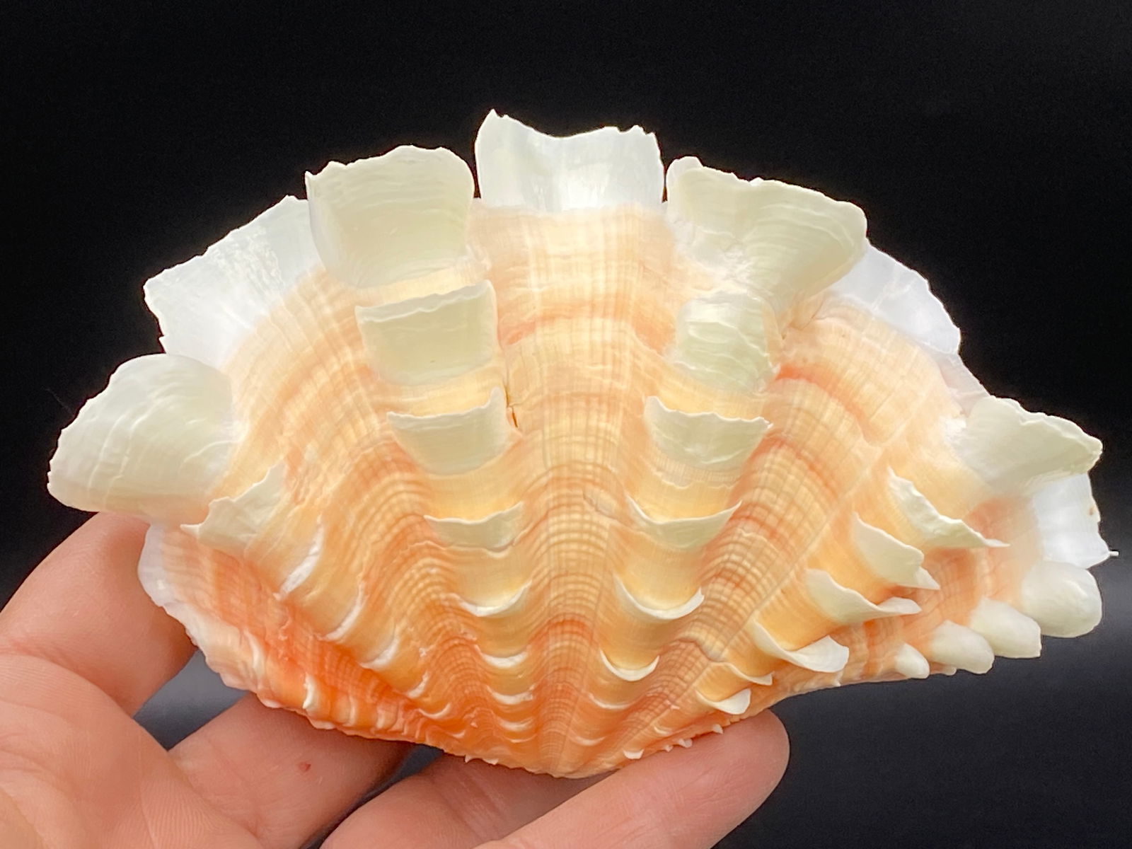 Seashell, Ocean, Beach, Natural, Decor, Collectible, Specimen (1 of 4)