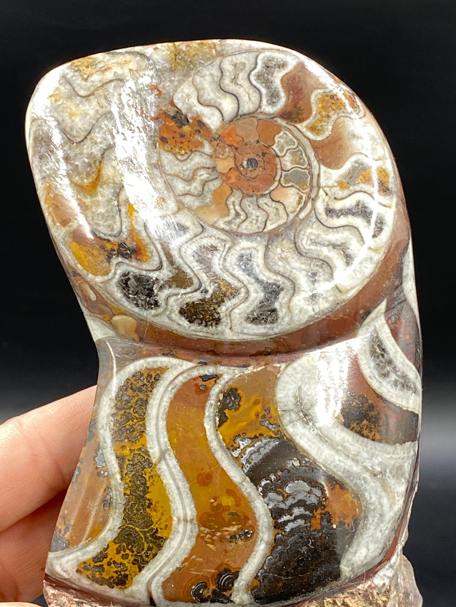 Ammonite, Fossil, Rock, Crystal, Natural, Decor, Collectible, Freeform, Carving: Polished Ammonite Freeform Morocco Devonian 1lb 5oz