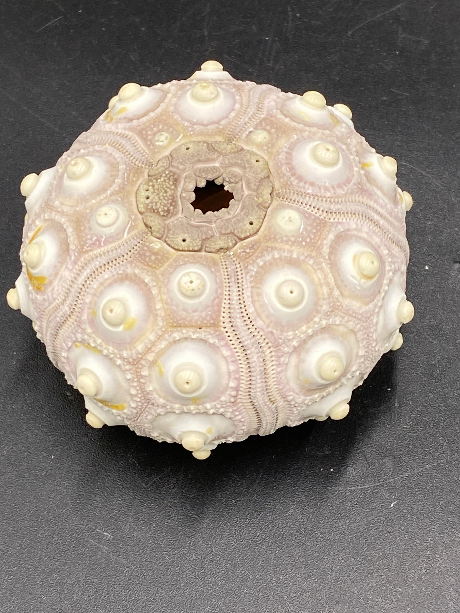 Seashell, Ocean, Beach, Natural, Decor, Collectible, Specimen: Seashell Sputnik Urchin Prionocidaris Baculosa Phillipines