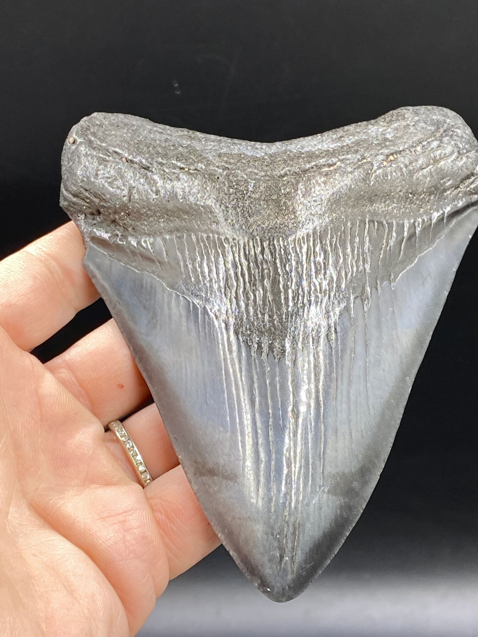 Shark, Fossil, Natural, Collectible, Specimen, Tooth, Megalodon: Fossil Shark Tooth Megalodon SC 5.1"