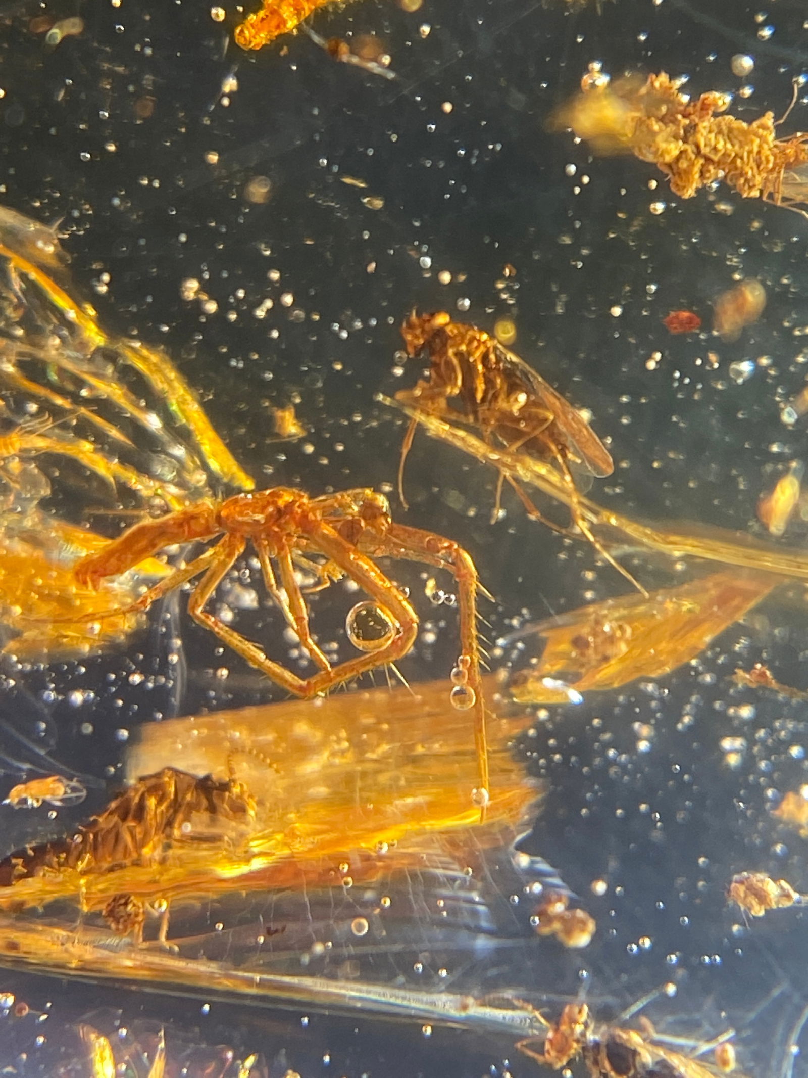 Amber, Fossil, Natural, Collectible, Specimen, Insect: Amber (Copal) with Insect Inclusion Colombia