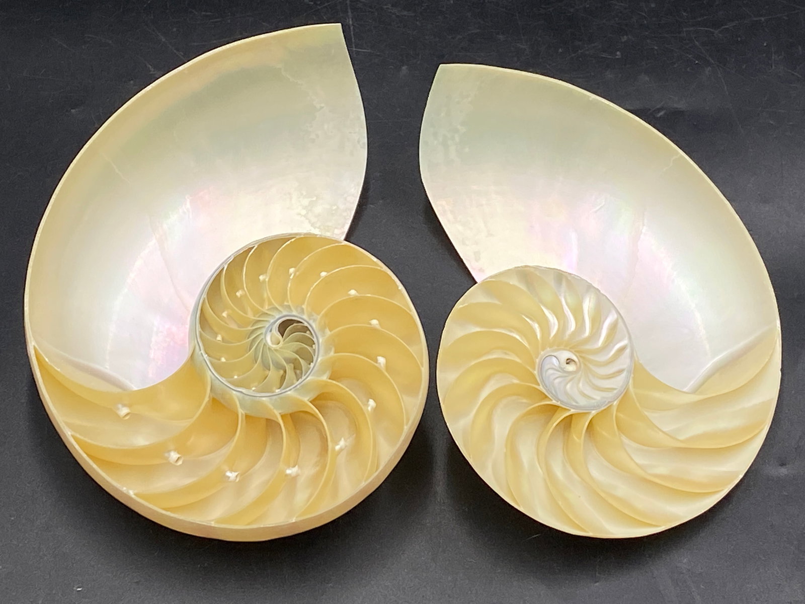 Seashell, Ocean, Beach, Natural, Decor, Collectible, Specimen (1 of 4)