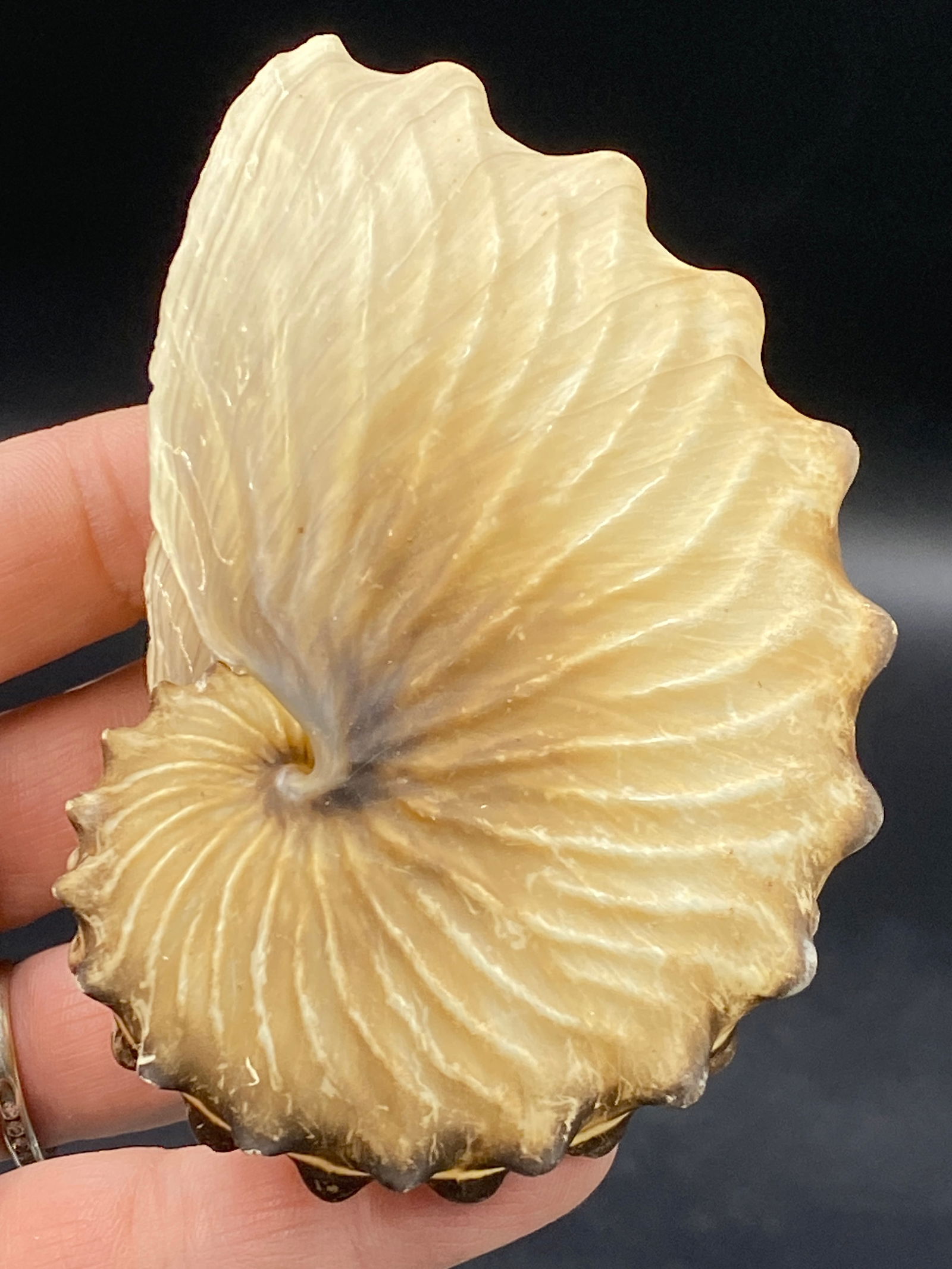 Seashell, Ocean, Beach, Natural, Decor, Collectible, Specimen (1 of 4)