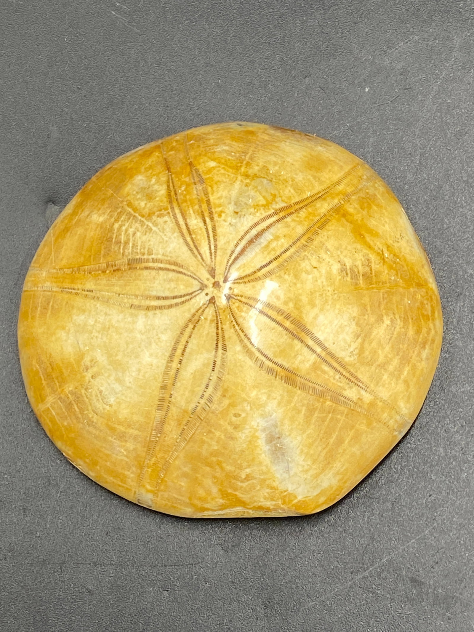 Seashell, Ocean, Beach, Natural, Decor, Collectible, Specimen: Fossil Sandollar 2 M.Y.O. Madagascar