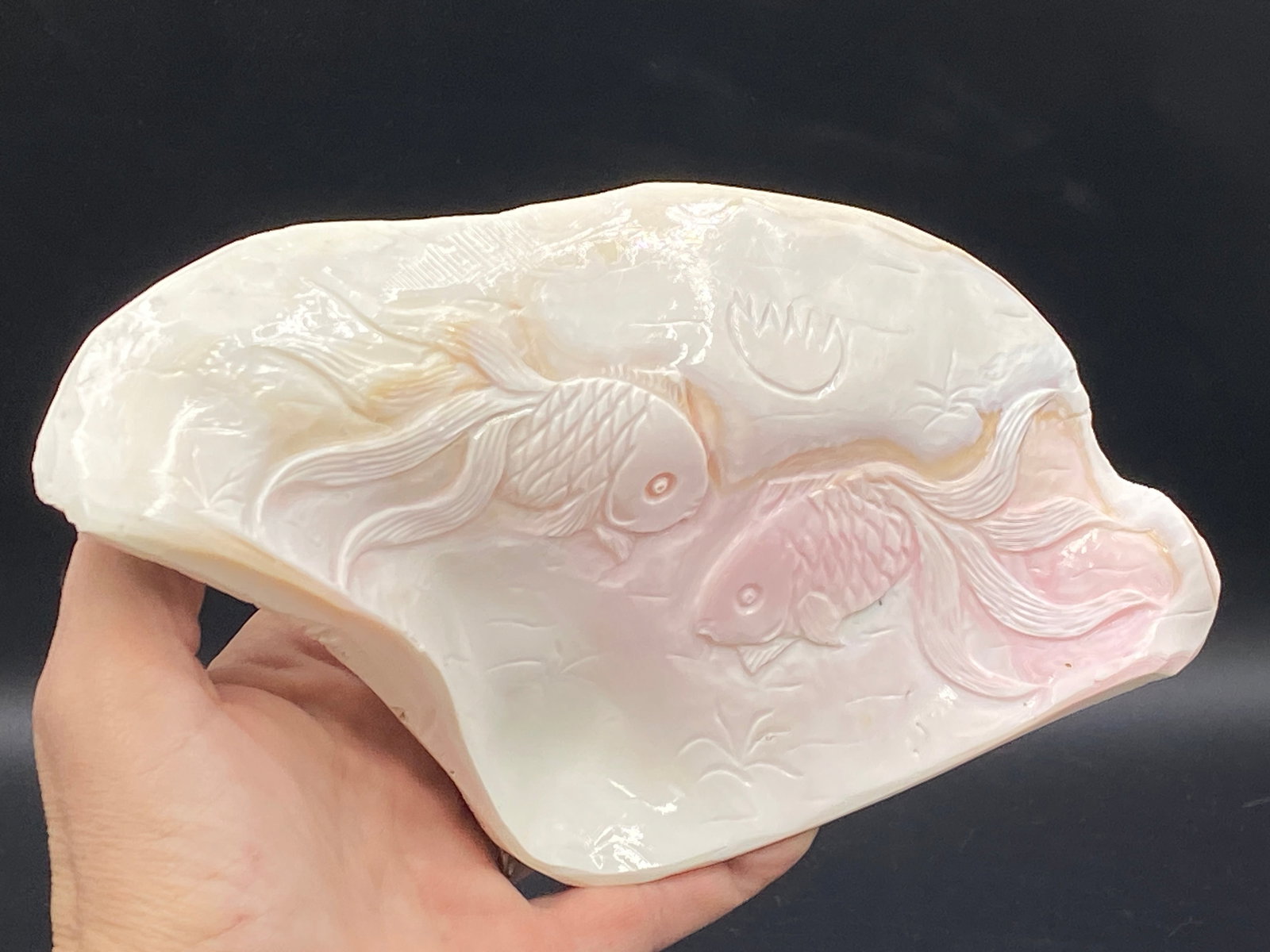 Seashell, Ocean, Beach, Natural, Decor, Collectible, Carving (1 of 5)