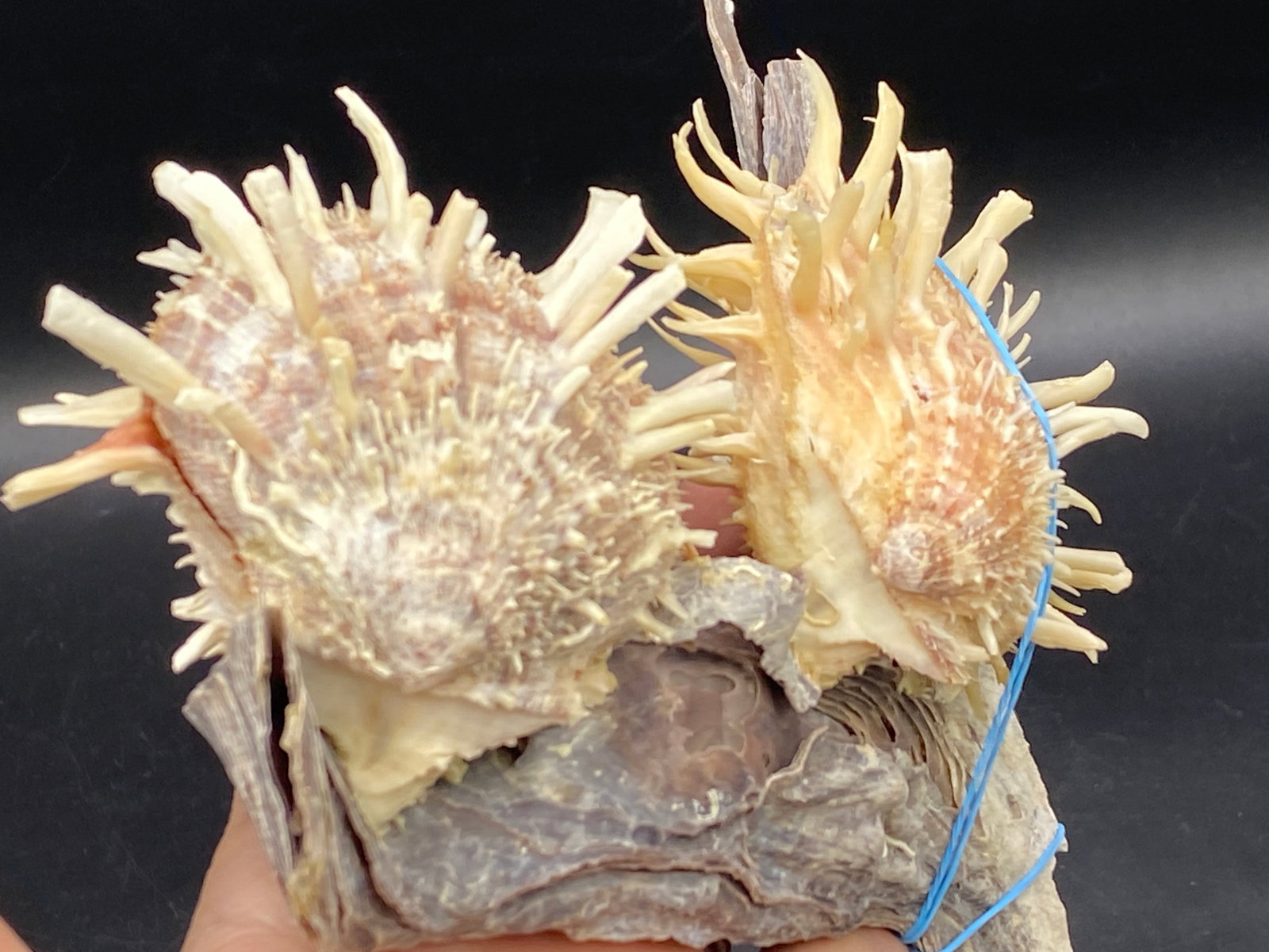 Seashell, Ocean, Beach, Natural, Decor, Collectible, Specimen: Spondylus Oysters on Maleous Maleous Oyster Philippines
