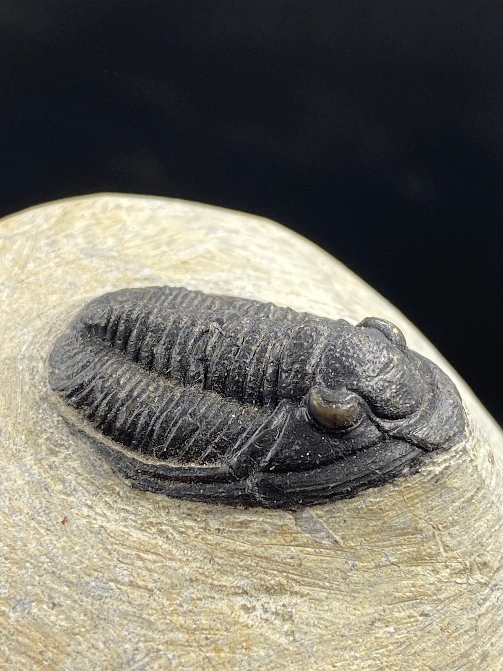 Trilobite, Fossil, Rock, Natural, Collectible, Specimen: All Natural Fossil Trilobite Cornuproteous Devonian Morocco 4oz