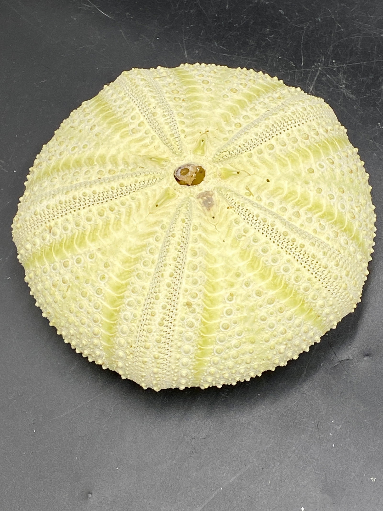 Seashell, Ocean, Beach, Natural, Decor, Collectible, Specimen: Green Sea Urchin Astropyga Radiata