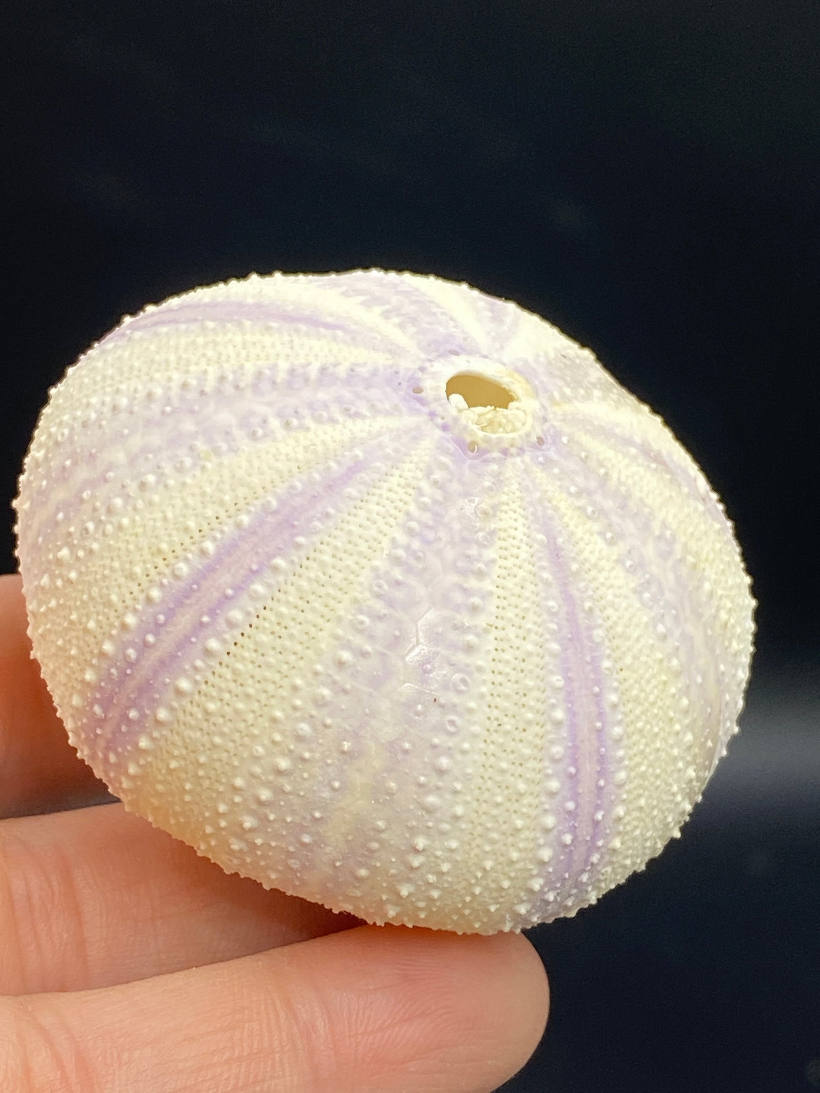 Seashell, Ocean, Beach, Natural, Decor, Collectible, Specimen: Purple Sea Urchin Strongylocentrotus Purpuratos Philippines