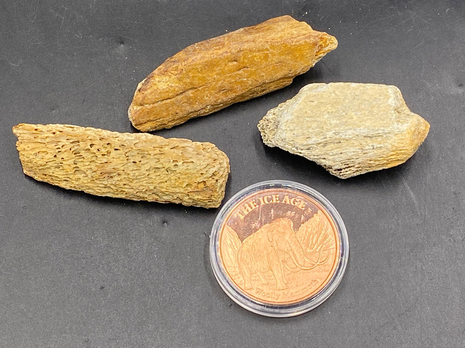 Mammoth, Fossil, Bone, Rock, Natural, Collectible, Coin,: Mammoth Bones with Copper Mammoth Coin AK